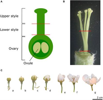 The influence of the pollination compatibility type on the pistil S-RNase expression in European pear (Pyrus communis)